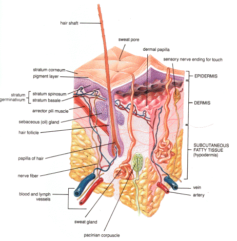 Skin Anatomy and Physiology